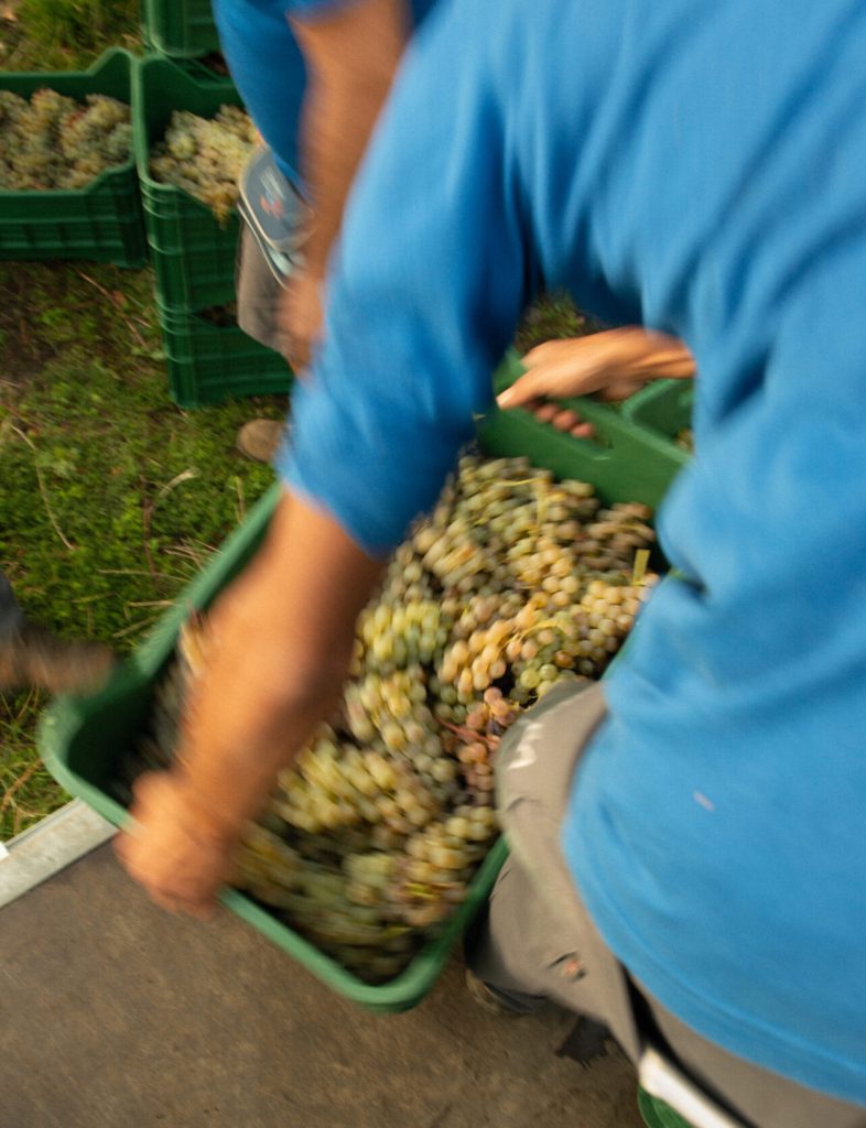 Dettaglio del grappolo di Carricante nelle vigne dell'Etna
